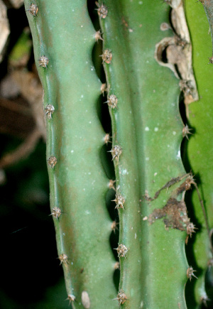  ( - BioBot01319)  @11 [ ] CreativeCommons - Attribution Non-Commercial Share-Alike (2010) Daniel H. Janzen Guanacaste Dry Forest Conservation Fund