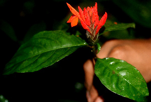  ( - BioBot01328)  @11 [ ] CreativeCommons - Attribution Non-Commercial Share-Alike (2010) Daniel H. Janzen Guanacaste Dry Forest Conservation Fund