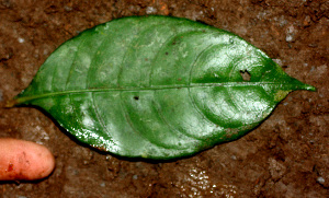  ( - BioBot01328)  @11 [ ] CreativeCommons - Attribution Non-Commercial Share-Alike (2010) Daniel H. Janzen Guanacaste Dry Forest Conservation Fund