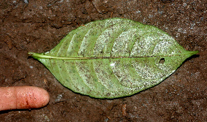  ( - BioBot01328)  @11 [ ] CreativeCommons - Attribution Non-Commercial Share-Alike (2010) Daniel H. Janzen Guanacaste Dry Forest Conservation Fund