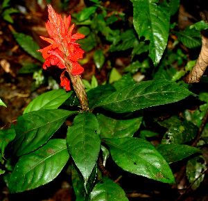  ( - BioBot01329)  @11 [ ] CreativeCommons - Attribution Non-Commercial Share-Alike (2010) Daniel H. Janzen Guanacaste Dry Forest Conservation Fund