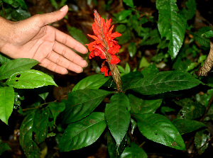  ( - BioBot01329)  @11 [ ] CreativeCommons - Attribution Non-Commercial Share-Alike (2010) Daniel H. Janzen Guanacaste Dry Forest Conservation Fund