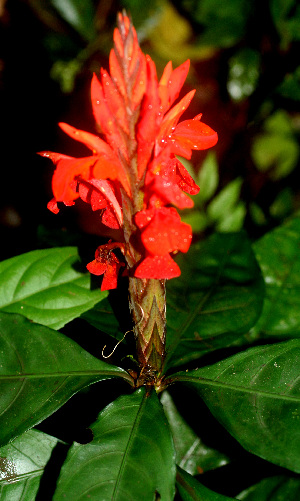  ( - BioBot01329)  @11 [ ] CreativeCommons - Attribution Non-Commercial Share-Alike (2010) Daniel H. Janzen Guanacaste Dry Forest Conservation Fund