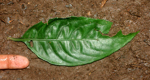  ( - BioBot01329)  @11 [ ] CreativeCommons - Attribution Non-Commercial Share-Alike (2010) Daniel H. Janzen Guanacaste Dry Forest Conservation Fund