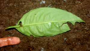  ( - BioBot01329)  @11 [ ] CreativeCommons - Attribution Non-Commercial Share-Alike (2010) Daniel H. Janzen Guanacaste Dry Forest Conservation Fund