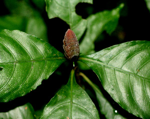  ( - BioBot01330)  @11 [ ] CreativeCommons - Attribution Non-Commercial Share-Alike (2010) Daniel H. Janzen Guanacaste Dry Forest Conservation Fund