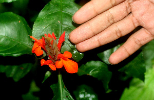  ( - BioBot01330)  @11 [ ] CreativeCommons - Attribution Non-Commercial Share-Alike (2010) Daniel H. Janzen Guanacaste Dry Forest Conservation Fund