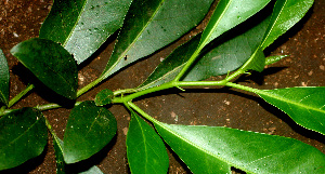  (Solanum arboreum - BioBot01346)  @11 [ ] CreativeCommons - Attribution Non-Commercial Share-Alike (2010) Daniel H. Janzen Guanacaste Dry Forest Conservation Fund