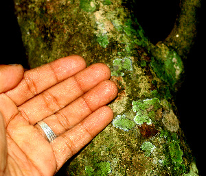  ( - BioBot01352)  @11 [ ] CreativeCommons - Attribution Non-Commercial Share-Alike (2010) Daniel H. Janzen Guanacaste Dry Forest Conservation Fund