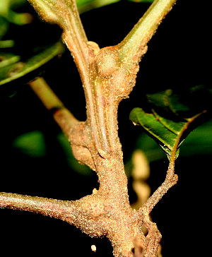  ( - BioBot01352)  @11 [ ] CreativeCommons - Attribution Non-Commercial Share-Alike (2010) Daniel H. Janzen Guanacaste Dry Forest Conservation Fund