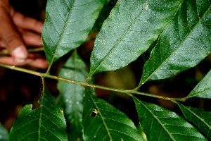  ( - BioBot01353)  @11 [ ] CreativeCommons - Attribution Non-Commercial Share-Alike (2010) Daniel H. Janzen Guanacaste Dry Forest Conservation Fund