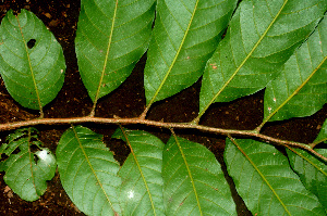  ( - BioBot01353)  @11 [ ] CreativeCommons - Attribution Non-Commercial Share-Alike (2010) Daniel H. Janzen Guanacaste Dry Forest Conservation Fund