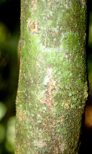  ( - BioBot01354)  @11 [ ] CreativeCommons - Attribution Non-Commercial Share-Alike (2010) Daniel H. Janzen Guanacaste Dry Forest Conservation Fund