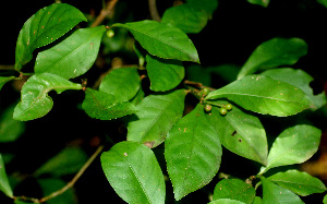  ( - BioBot01355)  @11 [ ] CreativeCommons - Attribution Non-Commercial Share-Alike (2010) Daniel H. Janzen Guanacaste Dry Forest Conservation Fund