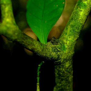  ( - BioBot01355)  @11 [ ] CreativeCommons - Attribution Non-Commercial Share-Alike (2010) Daniel H. Janzen Guanacaste Dry Forest Conservation Fund