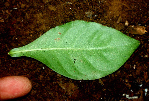  ( - BioBot01355)  @11 [ ] CreativeCommons - Attribution Non-Commercial Share-Alike (2010) Daniel H. Janzen Guanacaste Dry Forest Conservation Fund