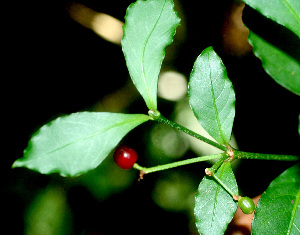  ( - BioBot01356)  @11 [ ] CreativeCommons - Attribution Non-Commercial Share-Alike (2010) Daniel H. Janzen Guanacaste Dry Forest Conservation Fund