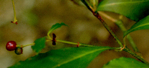  ( - BioBot01356)  @11 [ ] CreativeCommons - Attribution Non-Commercial Share-Alike (2010) Daniel H. Janzen Guanacaste Dry Forest Conservation Fund