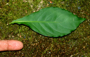  ( - BioBot01356)  @11 [ ] CreativeCommons - Attribution Non-Commercial Share-Alike (2010) Daniel H. Janzen Guanacaste Dry Forest Conservation Fund