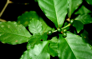  ( - BioBot01357)  @11 [ ] CreativeCommons - Attribution Non-Commercial Share-Alike (2010) Daniel H. Janzen Guanacaste Dry Forest Conservation Fund