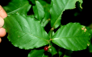  ( - BioBot01357)  @11 [ ] CreativeCommons - Attribution Non-Commercial Share-Alike (2010) Daniel H. Janzen Guanacaste Dry Forest Conservation Fund