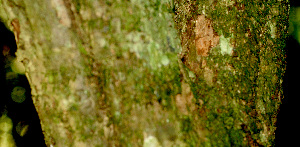  ( - BioBot01358)  @11 [ ] CreativeCommons - Attribution Non-Commercial Share-Alike (2010) Daniel H. Janzen Guanacaste Dry Forest Conservation Fund