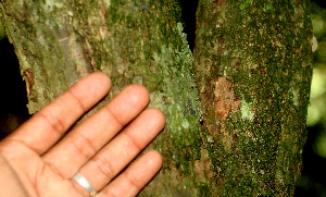  ( - BioBot01358)  @11 [ ] CreativeCommons - Attribution Non-Commercial Share-Alike (2010) Daniel H. Janzen Guanacaste Dry Forest Conservation Fund