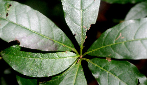  ( - BioBot01358)  @11 [ ] CreativeCommons - Attribution Non-Commercial Share-Alike (2010) Daniel H. Janzen Guanacaste Dry Forest Conservation Fund