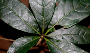  ( - BioBot01358)  @11 [ ] CreativeCommons - Attribution Non-Commercial Share-Alike (2010) Daniel H. Janzen Guanacaste Dry Forest Conservation Fund