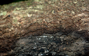  ( - BioBot01360)  @11 [ ] CreativeCommons - Attribution Non-Commercial Share-Alike (2010) Daniel H. Janzen Guanacaste Dry Forest Conservation Fund