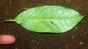  ( - BioBot01360)  @11 [ ] CreativeCommons - Attribution Non-Commercial Share-Alike (2010) Daniel H. Janzen Guanacaste Dry Forest Conservation Fund