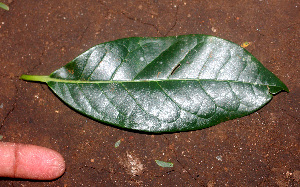  ( - BioBot01360)  @11 [ ] CreativeCommons - Attribution Non-Commercial Share-Alike (2010) Daniel H. Janzen Guanacaste Dry Forest Conservation Fund