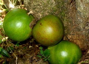  ( - BioBot01379)  @11 [ ] CreativeCommons - Attribution Non-Commercial Share-Alike (2010) Daniel H. Janzen Guanacaste Dry Forest Conservation Fund