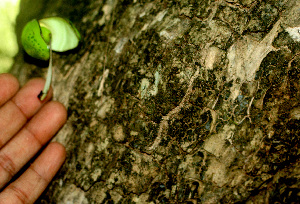  ( - BioBot01379)  @11 [ ] CreativeCommons - Attribution Non-Commercial Share-Alike (2010) Daniel H. Janzen Guanacaste Dry Forest Conservation Fund