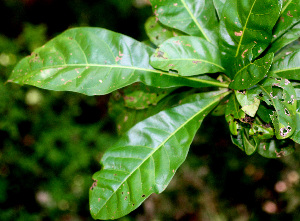  ( - BioBot01379)  @11 [ ] CreativeCommons - Attribution Non-Commercial Share-Alike (2010) Daniel H. Janzen Guanacaste Dry Forest Conservation Fund