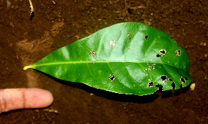  ( - BioBot01379)  @11 [ ] CreativeCommons - Attribution Non-Commercial Share-Alike (2010) Daniel H. Janzen Guanacaste Dry Forest Conservation Fund