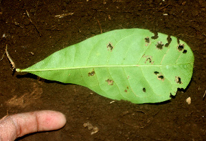  ( - BioBot01379)  @11 [ ] CreativeCommons - Attribution Non-Commercial Share-Alike (2010) Daniel H. Janzen Guanacaste Dry Forest Conservation Fund