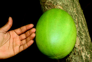  ( - BioBot01380)  @11 [ ] CreativeCommons - Attribution Non-Commercial Share-Alike (2010) Daniel H. Janzen Guanacaste Dry Forest Conservation Fund