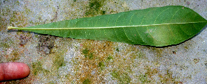  ( - BioBot01380)  @11 [ ] CreativeCommons - Attribution Non-Commercial Share-Alike (2010) Daniel H. Janzen Guanacaste Dry Forest Conservation Fund