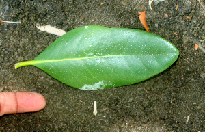  (Avicennia bicolor - BioBot01389)  @12 [ ] CreativeCommons - Attribution Non-Commercial Share-Alike (2010) Daniel H. Janzen Guanacaste Dry Forest Conservation Fund