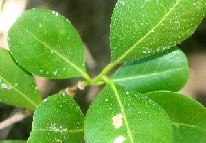  ( - BioBot01389)  @12 [ ] CreativeCommons - Attribution Non-Commercial Share-Alike (2010) Daniel H. Janzen Guanacaste Dry Forest Conservation Fund