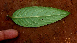  (Psychotria poeppigiana - BioBot01417)  @11 [ ] CreativeCommons - Attribution Non-Commercial Share-Alike (2010) Daniel H. Janzen Guanacaste Dry Forest Conservation Fund