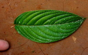  ( - BioBot01418)  @11 [ ] CreativeCommons - Attribution Non-Commercial Share-Alike (2010) Daniel H. Janzen Guanacaste Dry Forest Conservation Fund