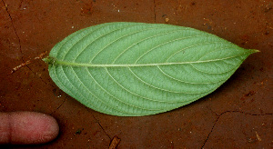  ( - BioBot01418)  @11 [ ] CreativeCommons - Attribution Non-Commercial Share-Alike (2010) Daniel H. Janzen Guanacaste Dry Forest Conservation Fund