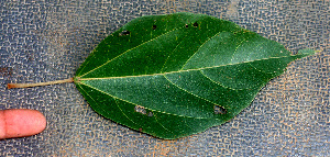  ( - BioBot01432)  @11 [ ] CreativeCommons - Attribution Non-Commercial Share-Alike (2010) Daniel H. Janzen Guanacaste Dry Forest Conservation Fund