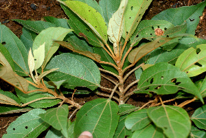  ( - BioBot01433)  @11 [ ] CreativeCommons - Attribution Non-Commercial Share-Alike (2010) Daniel H. Janzen Guanacaste Dry Forest Conservation Fund