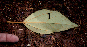  ( - BioBot01433)  @11 [ ] CreativeCommons - Attribution Non-Commercial Share-Alike (2010) Daniel H. Janzen Guanacaste Dry Forest Conservation Fund