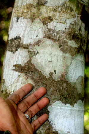  (Cecropia obtusifolia - BioBot01434)  @11 [ ] CreativeCommons - Attribution Non-Commercial Share-Alike (2010) Daniel H. Janzen Guanacaste Dry Forest Conservation Fund