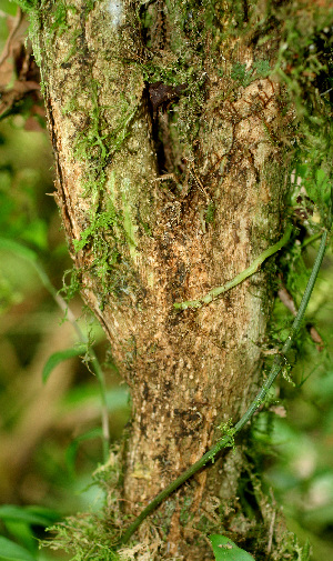  ( - BioBot01438)  @11 [ ] CreativeCommons - Attribution Non-Commercial Share-Alike (2010) Daniel H. Janzen Guanacaste Dry Forest Conservation Fund