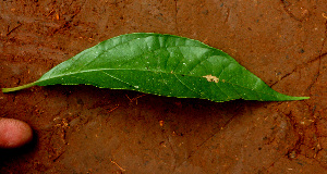  ( - BioBot01440)  @11 [ ] CreativeCommons - Attribution Non-Commercial Share-Alike (2010) Daniel H. Janzen Guanacaste Dry Forest Conservation Fund